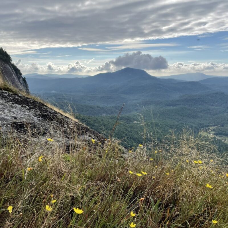 the mountain wildflowers and mountains