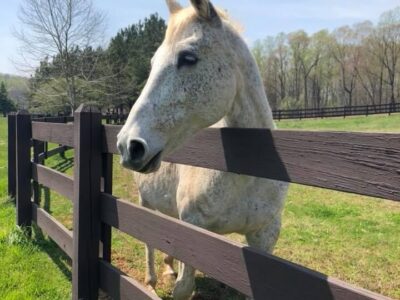 Yoga & Nature Therapy Seasonal Retreats